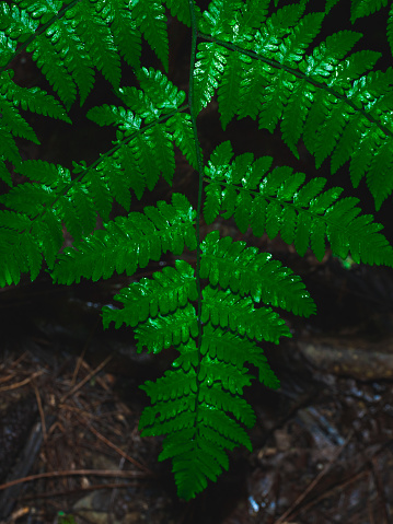 Vibrant green fern leaf with intricate textures. The leaf’s surface reveals delicate patterns, and the overall composition exudes a sense of natural freshness. Nature background texture