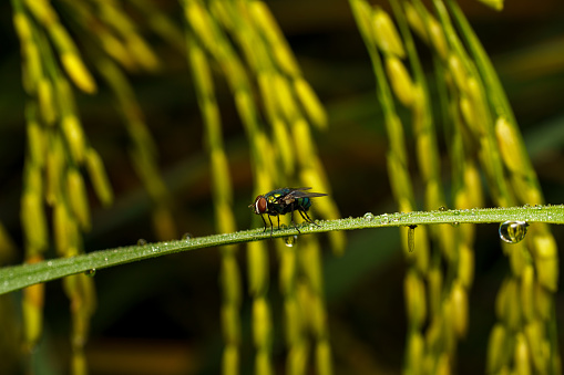A fly perches on a dew-covered blade of grass with hanging rice grains in the background. The image captures the intricate details of nature, showcasing the macro photography of an insect life. The vibrant greenery contrasts with the delicate water droplets, creating a mesmerizing scene. This close-up view under natural lighting reveals the beauty of morning moisture in an outdoor setting.