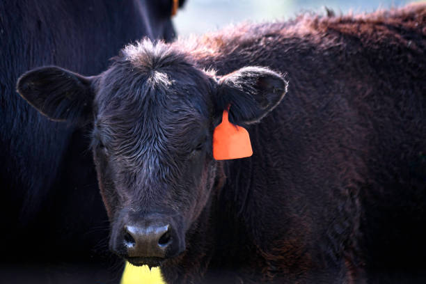 istock Angus calf portrait with neg space 2151351953