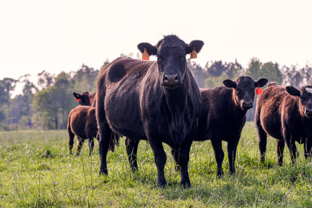 istock Angus cow-calf pair in herd in spring pasture 2151351979