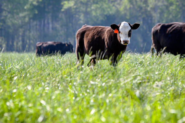 istock Black baldy calf in lush spring pasture 2151351987