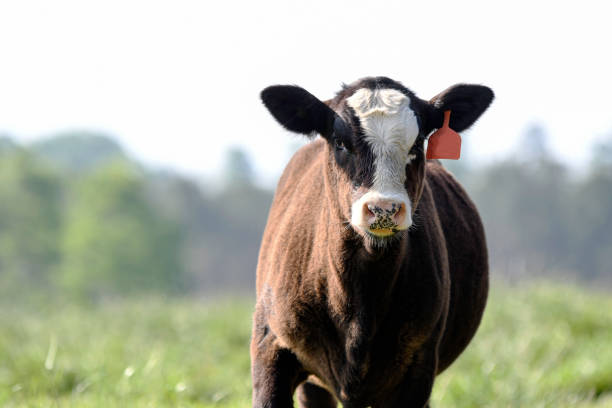Cute black baldy calf looking at camera with an out-of-focus green pasture background with negative space.