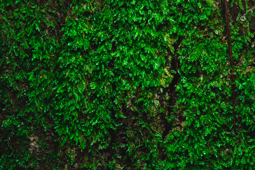 Lush green moss-covered surface. The vibrant green color and intricate structure of the moss create a natural carpet that thrives in a damp and humid environment. This micro-ecosystem contributes to biodiversity and acts as a bioindicator of environmental health. The soft, springy texture of the moss provides a habitat for small wildlife. Overall, it represents the beauty and resilience of nature. Nature backround texture