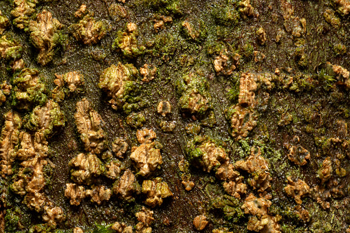 Close-up image showcases a textured wood. The intricate patterns of the moss create a captivating visual, emphasizing the beauty of decay in nature. The roughness and organic quality of the surface add to its allure. Background texture