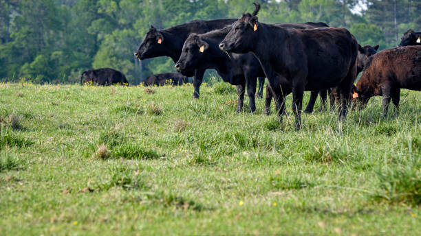 istock Angus herd agricultural banner 2151352045