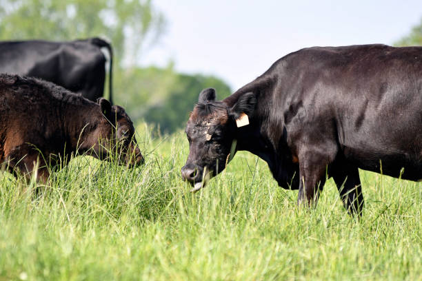 istock Angus cow with dirty face grazing 2151352066