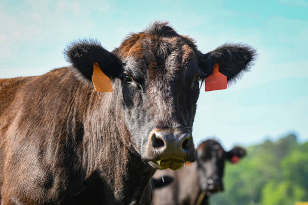 istock Angus brood cow looking at camera close up 2151352087