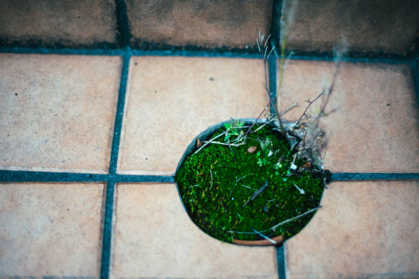 istock Weed flowers growing on the road surface. 2151352321