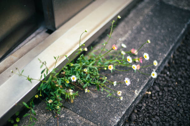 photographed by RAW