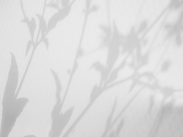 istock Shadow Background Abstract Leave Overlay Wall Floor Light Effect White Plant Sunlight Backdrop Mockup Minimal Spring Summer Nature Grey blur Photography Scene Template Poster Card Frame Product. 2151354376