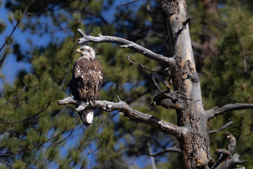 Juvenile bald eagle perched on a tree branch