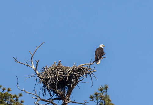 Eaglets and Mother eagle in an eagles nest