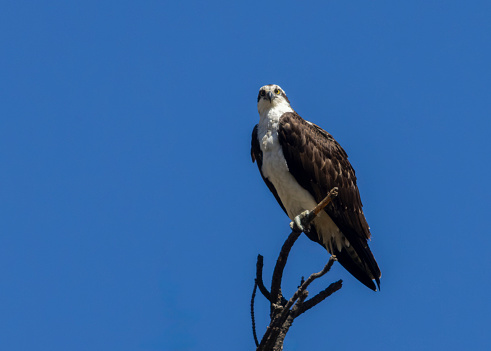 Osprey perched on pine branch