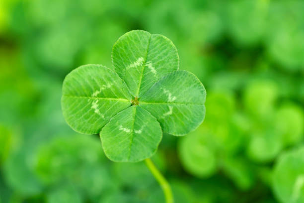 four leaf clover background material