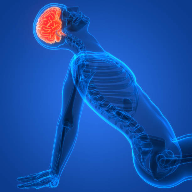 Human Brain Anatomy For Medical Concept 3D Illustration