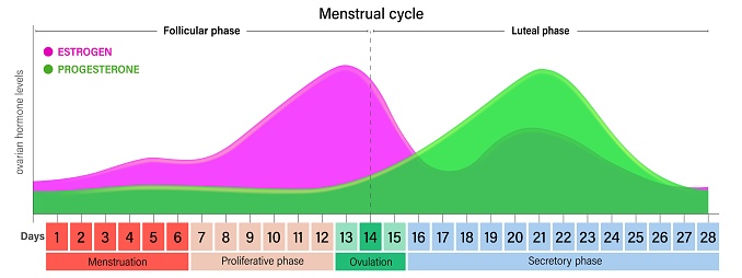 Progesterone Graph Menstrual Cycle Ovarian Hormone Levels Chart Vector Estrogen And ...