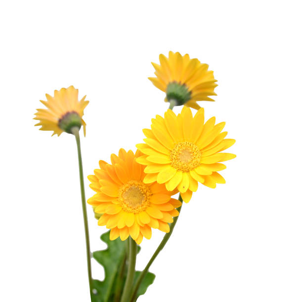 heliopsis isolated on white background