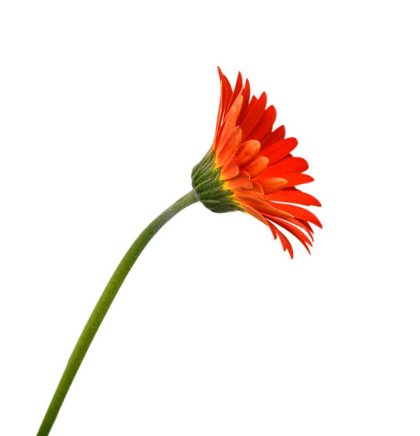 istock Gerbera daisy flowers on white background 2151356993