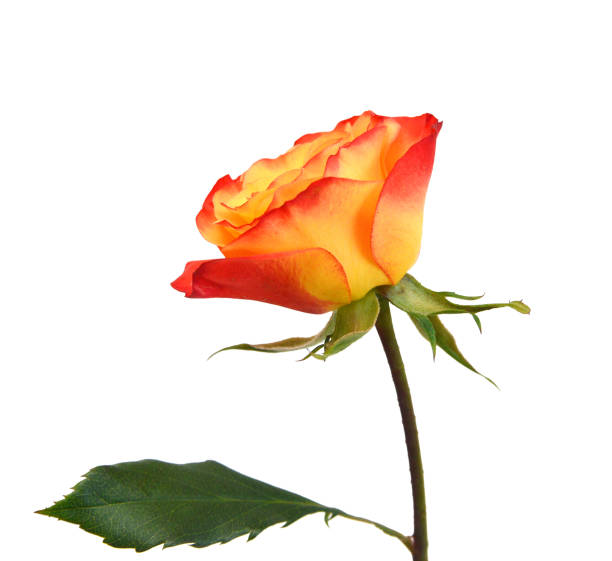 istock Colorful rose flowers isolated on white background 2151357066