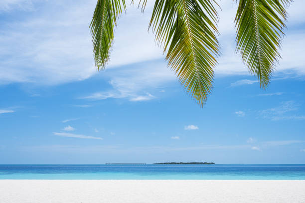 Wide-angle side view from the bottom of the volleyball court: coral sand on the ground, multiple palm trees and other plants around, a warm sunny day on Maldives resort