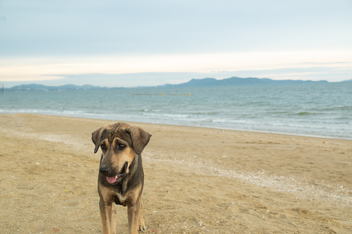local native dog standing on the beach and looking at something far away. there is sea as blurred background