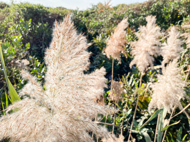 Ethereal Fluffy Pampas Grass Dancing in the Breeze