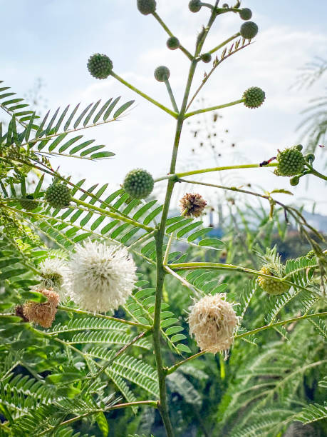 Whispers of Nature: The Dandelion’s Lifecycle in Sunlit Splendor