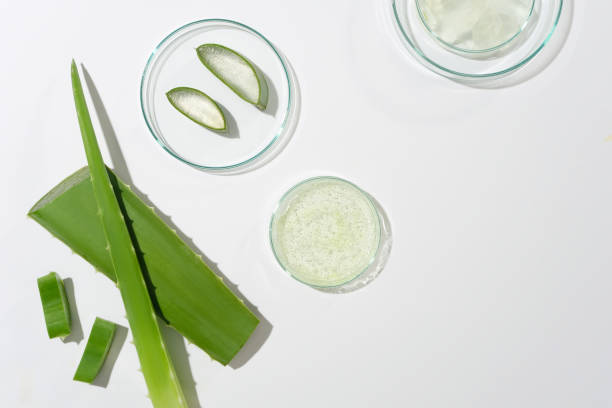 istock White counter displaying petri dishes containing aloe vera pieces, decorated by some branches of aloe vera. Space for designing and advertising 2151359606