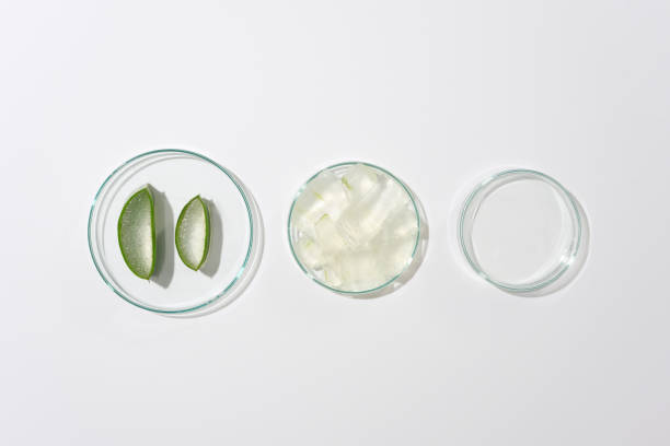 istock A group of petri dish in different sizes containing aloe vera arranged in a row on white flat form. Photo with view from above and space for design 2151359623