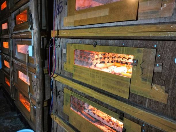 Image of cricket breeding cage