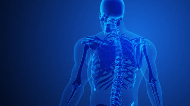 istock Rhomboid major muscle with blue background 2151364140