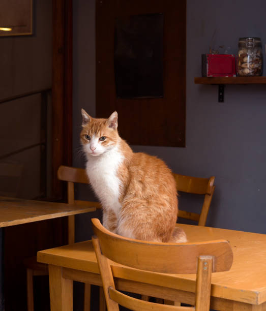 istock Cat sitting on a restaurant table in Istanbul Turkey 2151364194