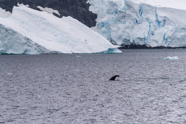 istock Antarctic landscape with a diving whale 2151364918
