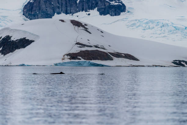 istock Landscape of the Antarctic Peninsula 2151364927