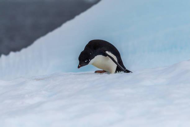 istock Adelie Penguin standing on an iceberg 2151364959