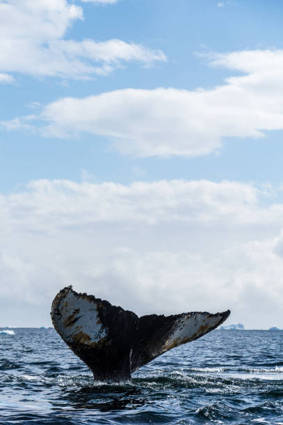 istock Tail of a humpback whale in the Antarctic 2151364998