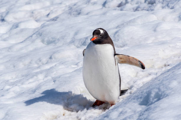 istock Close-up of a Gentoo Penguin on Trinity Island. 2151365000