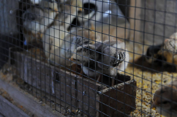 istock chicks in a cage, chicken farm photo 2151366072