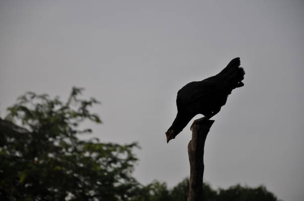 istock silhouette of hen on wood 2151366206