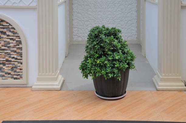 Pittosporum is a genus of about 200 species of flowering plants in the family Pittosporaceae
