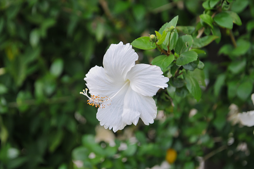white hibiscus flowers on green leaves background