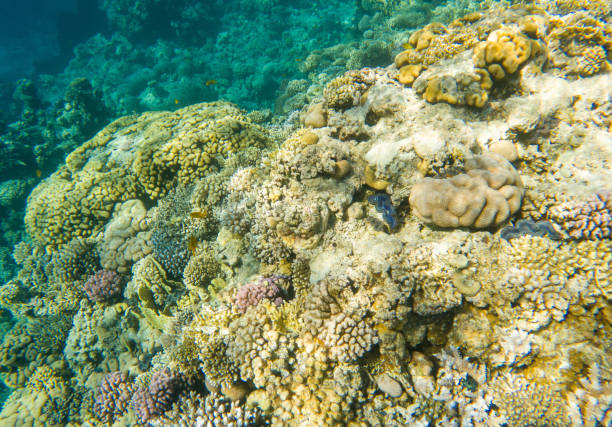 istock Coral reef under sea water. 2151366592