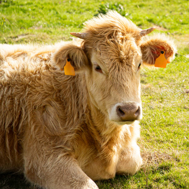 Calf grazing quietly in the field in the sunshine of a spring morning
