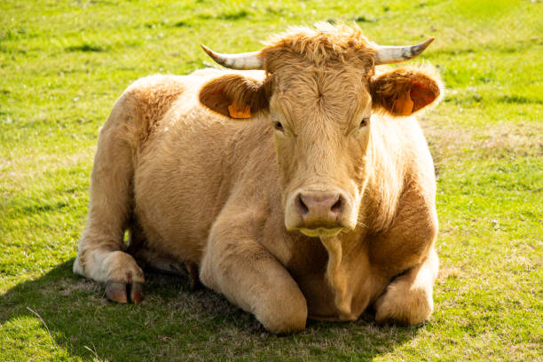 istock Blonde cow in the field 2151367623