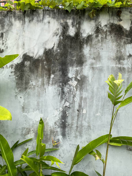 istock there is a wall with a plant growing on it and a building in the background 2151367834