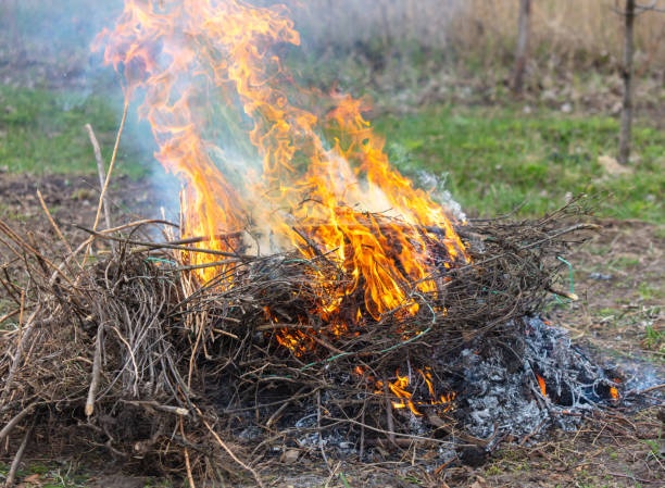 istock Burning dry grass on the ground in the forest. Close-up 2151368672