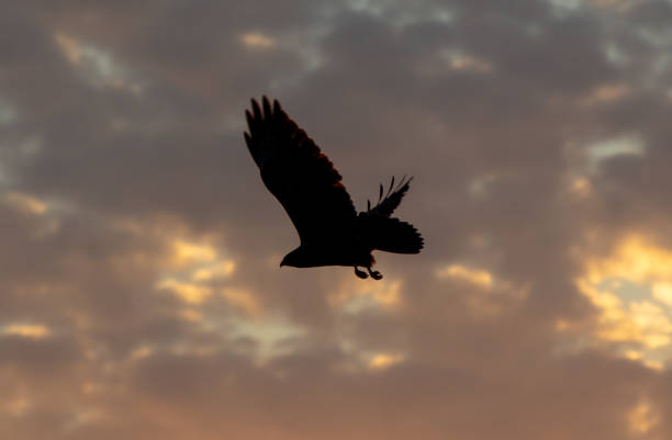istock Silhouette of an eagle in flight at sunset 2151368824