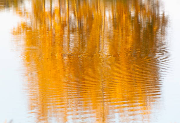 Tree in autumn reflection of lake water. Background.