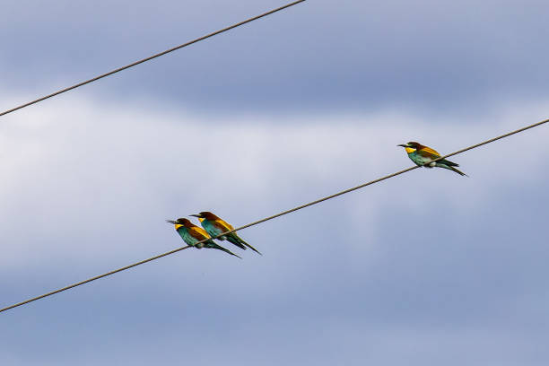 istock European bee-eater, Merops apiaster sitting on a power line at Parque Natural do Vale do Guadiana in Portugal 2151369426