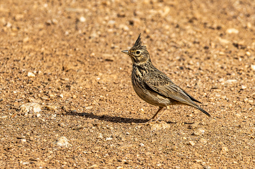 Iberian crested lark, Galerida cristata pallida. Alvor boardwalk and estuary trail, Algarve, Portugal. This subspecies can only be found in the iberian peninsula
